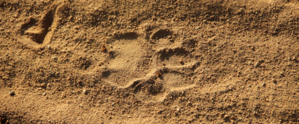 Lion Footprint from http://traveluxblog.com/author/sbrnldk/